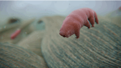 tardigrade swimming